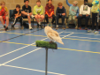 Boarders Meet Winston the Barn Owl Boarders Meet Winston the Barn Owl